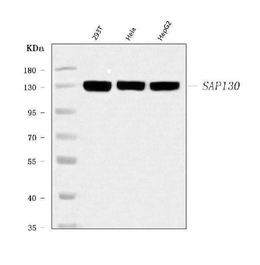Anti-SAP130 Antibody Picoband® Boster Bio