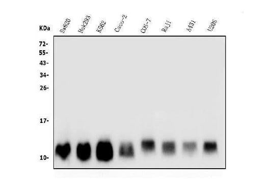 Anti-LSM2 Antibody Picoband® Boster Bio