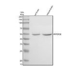 Anti-PPP2R5E Antibody Picoband® Boster Bio