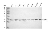 Anti-PSMA1 Antibody Picoband® Boster Bio