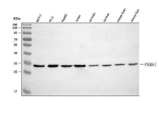 Anti-PSMA1 Antibody Picoband® Boster Bio
