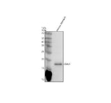 Anti-GKN1 Antibody Picoband® Boster Bio