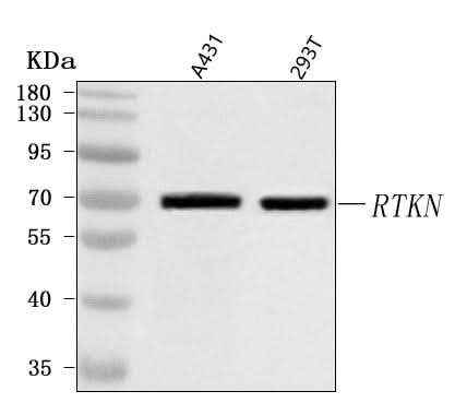 Anti-RTKN Antibody Picoband® Boster Bio
