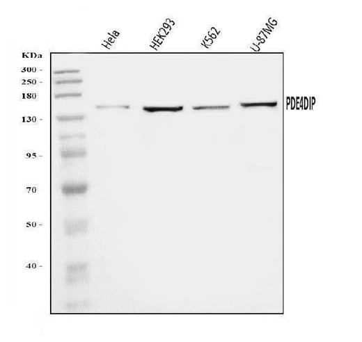 Anti-PDE4DIP Antibody Picoband® Boster Bio
