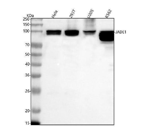 Anti-JADE1 Antibody Picoband® Boster Bio