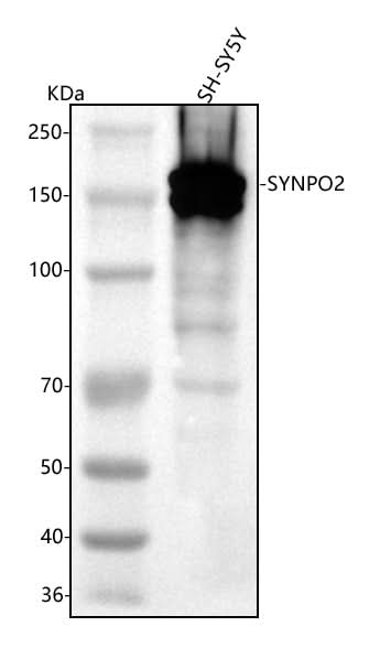 Anti-SYNPO2 Antibody Picoband® Boster Bio