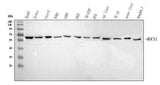 Anti-MOCS1 Antibody Picoband® Boster Bio