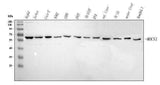 Anti-MOCS1 Antibody Picoband® Boster Bio