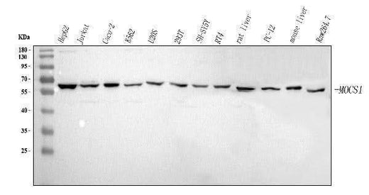 Anti-MOCS1 Antibody Picoband® Boster Bio