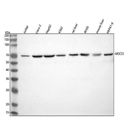Anti-MOCS1 Antibody Picoband® Boster Bio