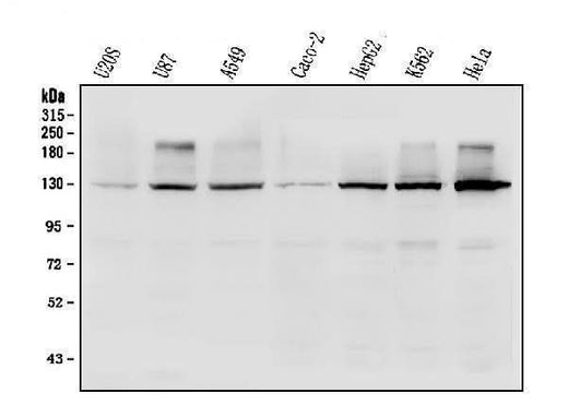 Anti-R-Cadherin-4 CDH4-Antibody Picoband® Boster Bio