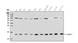 Anti-TIMM8A/DDP Antibody Picoband® Boster Bio