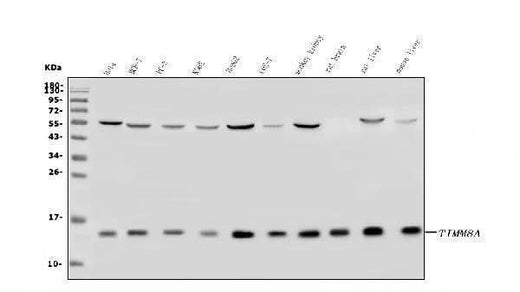 Anti-TIMM8A/DDP Antibody Picoband® Boster Bio