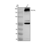 Anti-ERCC6L Antibody Picoband® Boster Bio