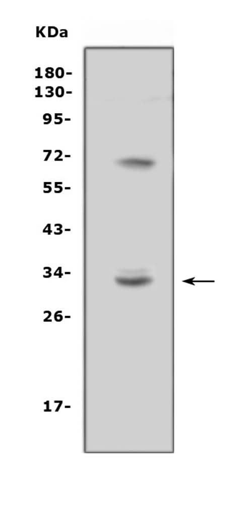 Anti-TREML1 Antibody Picoband® Boster Bio