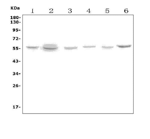 Anti-VMAT1/SLC18A1 Antibody Picoband® Boster Bio