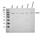 Anti-HOOK3 Antibody Picoband® Boster Bio
