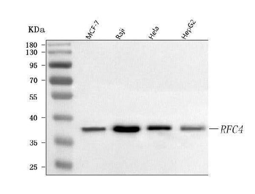 Anti-RFC4 Antibody Picoband® Boster Bio