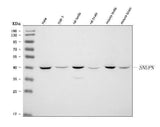 Anti-SNURPORTIN1/SNUPN Antibody Picoband® Boster Bio