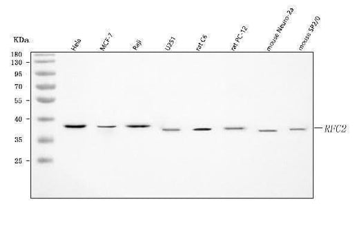 Anti-RFC2 Antibody Picoband® Boster Bio