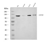 Anti-USP26 Antibody Picoband® Boster Bio