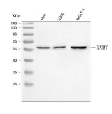 Anti-RNMT Antibody Picoband® Boster Bio
