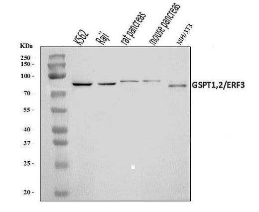 Anti-GSPT1,2 Antibody Picoband® Boster Bio
