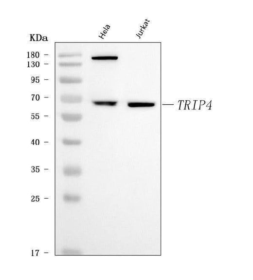 Anti-ASC1/TRIP4 Antibody Picoband® Boster Bio