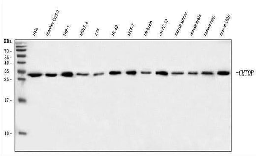 Anti-C1orf77/FOP/CHTOP Antibody Picoband® Boster Bio