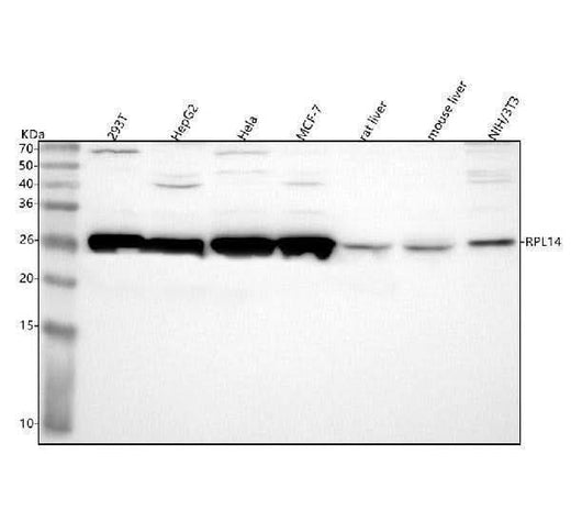 Anti-RPL14 Antibody Picoband® Boster Bio