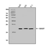 Anti-MAFF Antibody Picoband® Boster Bio
