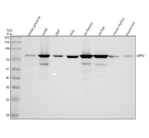 Anti-DPP3 Antibody Picoband® Boster Bio