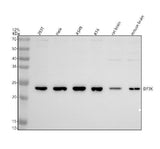 Anti-EEF1E1 Antibody Picoband® Boster Bio