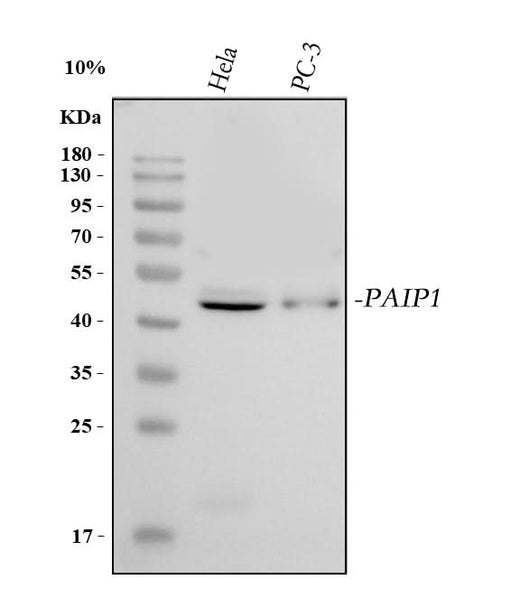 Anti-PAIP1 Antibody Picoband® Boster Bio