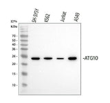 Anti-ATG10 Antibody Picoband® Boster Bio