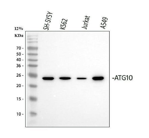 Anti-ATG10 Antibody Picoband® Boster Bio
