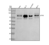 Anti-LZTS2 Antibody Picoband® Boster Bio