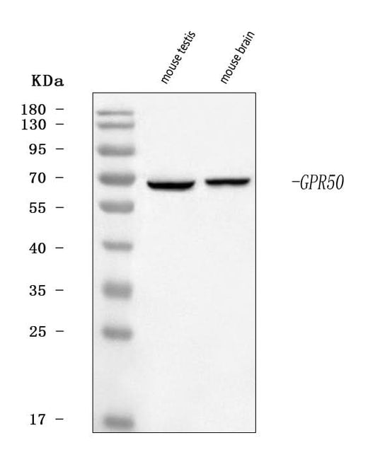 Anti-GPR50 Antibody Picoband® Boster Bio