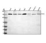 Anti-OTUD4 Antibody Picoband® Boster Bio