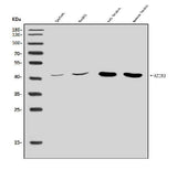 Anti-Arginine decarboxylase/AZIN2 Antibody Picoband® Boster Bio