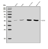 Anti-Arginine decarboxylase/AZIN2 Antibody Picoband® Boster Bio