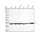 Anti-TFEC Antibody Picoband® Boster Bio