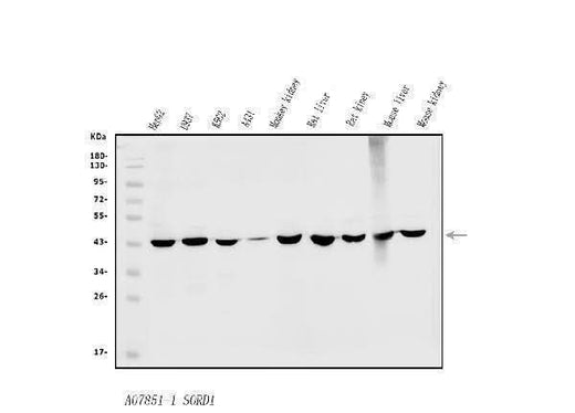 Anti-Sorbitol Dehydrogenase/SORD Antibody Picoband® Boster Bio
