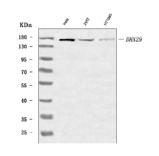 Anti-DHX29 Antibody Picoband® Boster Bio