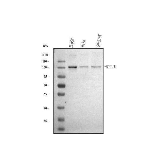 Anti-MYT1L Antibody Picoband® Boster Bio