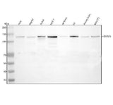 Anti-HTATSF1 Antibody Picoband® Boster Bio