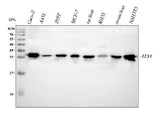Anti-IDI1 Antibody Picoband® Boster Bio