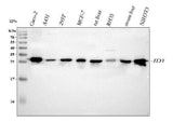 Anti-IDI1 Antibody Picoband® Boster Bio