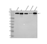 Anti-TAS1R1 Antibody Picoband® Boster Bio