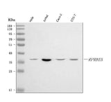 Anti-RPRD1B Antibody Picoband® Boster Bio